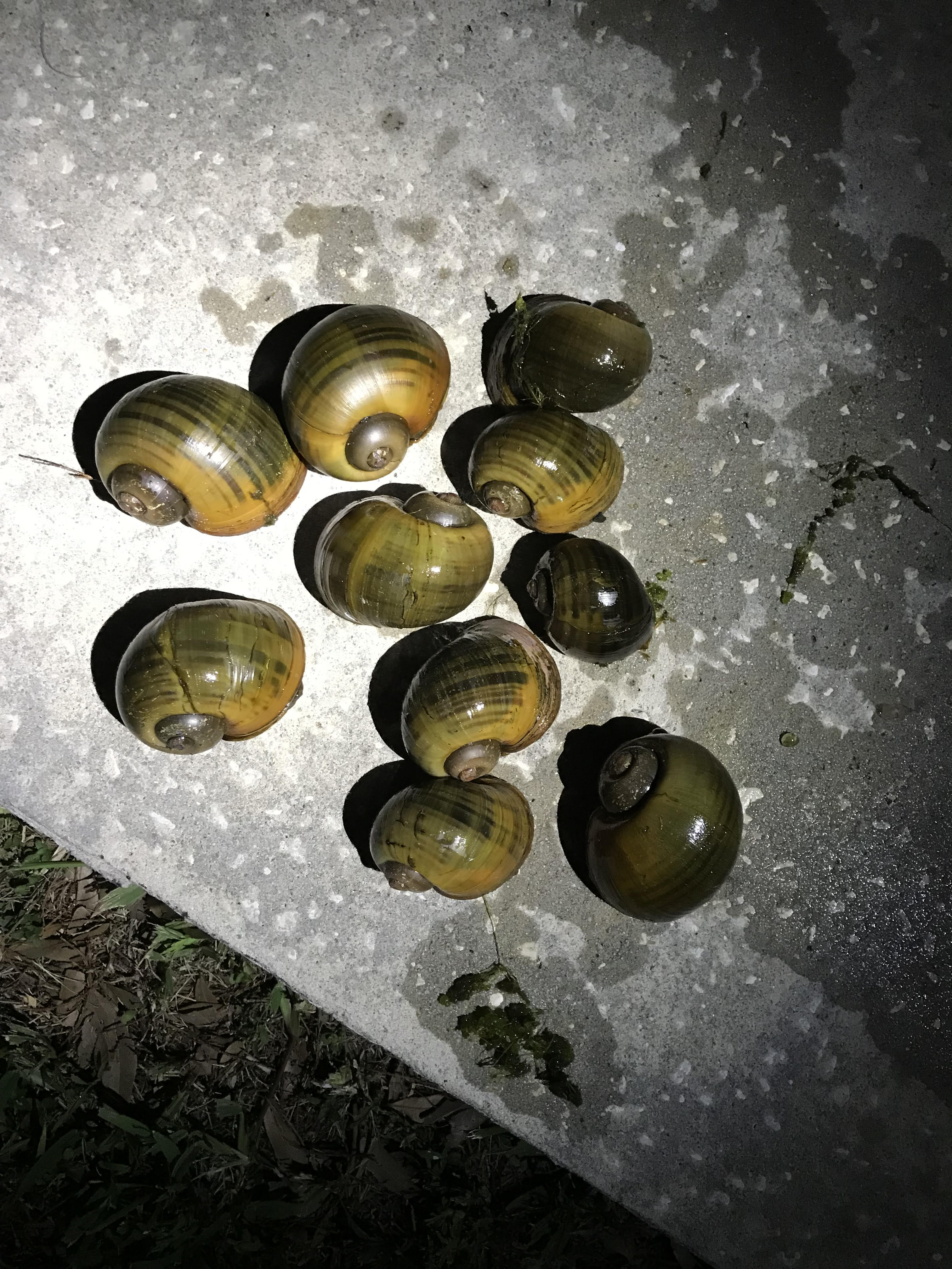 Apple Snails Lake Discussions and Information Lake Alice Community