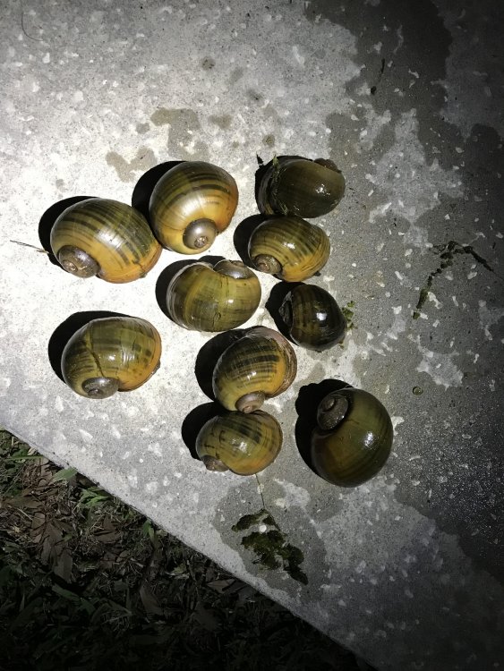 apple snails.jpg